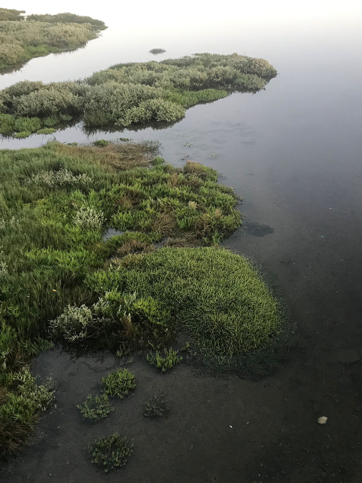 seaweed_portugal